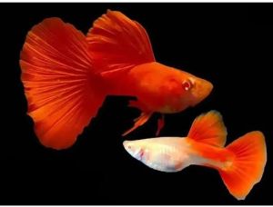 albino full red guppy pair fish