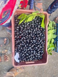 Fresh Jamun