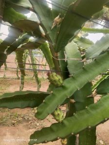 Dragon fruit pink pulp