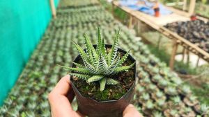 Haworthia Zebra Plant