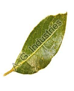 Betel Leaf Oil