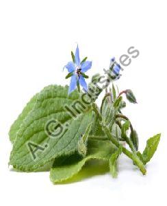 Borage Seed Oil