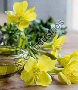 Evening Primrose Oil - Cosmetic Grade Refined