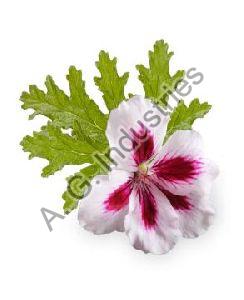 Hydrosol Geranium Oil