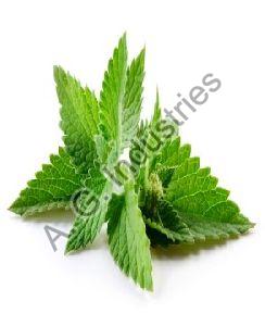 peppermint oil bp