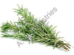 Rosemary Oil