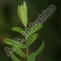 Tea Tree Essential Oil