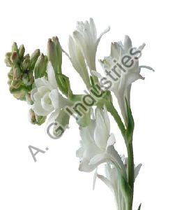 Tuberose Oil