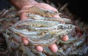 Pacific White Shrimp