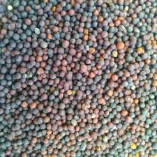 MUSTARD SEED MILLING GRADE