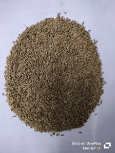 Cumin Seeds