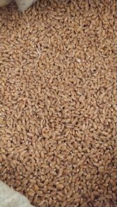 desi red wheat