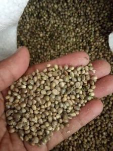 Raw Hemp Seeds