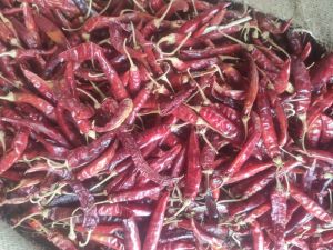 Guntur Red Chilli