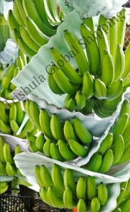 Green Cavendish Banana