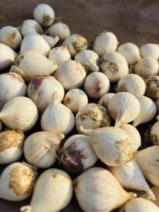 Single Clove Garlic