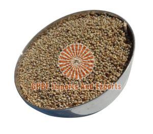 Pearl Millet Cattle Feed