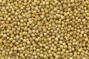 Unlock the Flavor with Premium Coriander Seeds