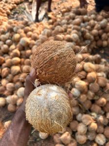 Fully Husked Coconut