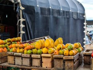 Fresh Alphonso Mangoes