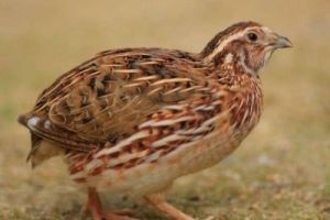 Live Japanese Quail