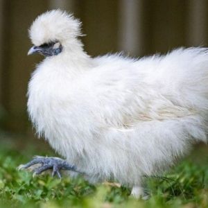 Live Silkie