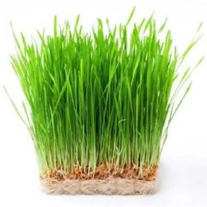 Natural Wheat Grass