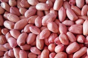 Groundnut Seeds