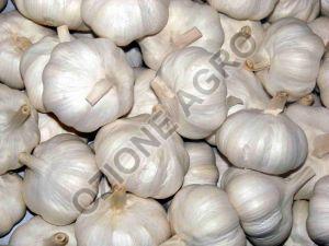 Fresh Garlic