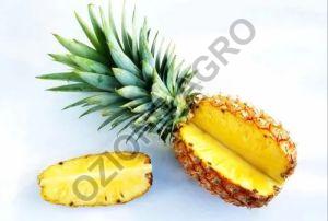 Fresh Pineapple