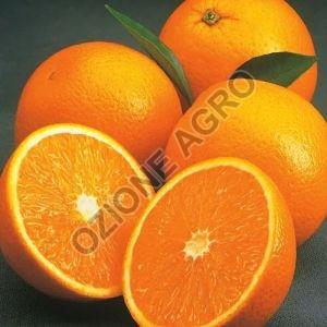 Fresh Valencia Orange