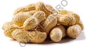 Shelled Peanuts