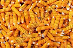 Yellow Corn