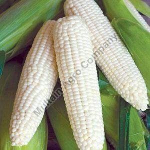 White Corn