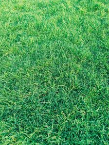 Bermuda Grass