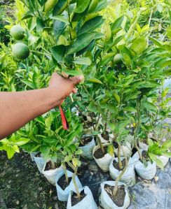Lemon Plant