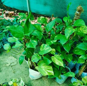 Money Plant