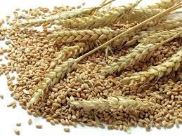 organic wheat