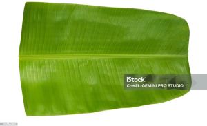 Banana Leaves