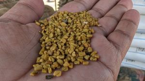 Fenugreek Seed