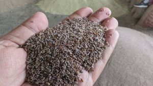 psyllium isabgol seeds