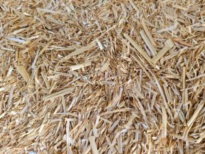 wheat straw cattle feed