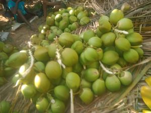 Fresh Tender Coconut