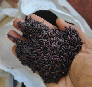 Organic black rice