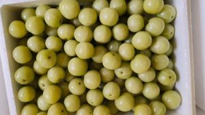 GOOSEBERRY AMLA