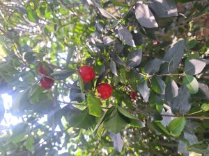 Nursery Plants