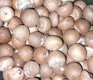 areca nut