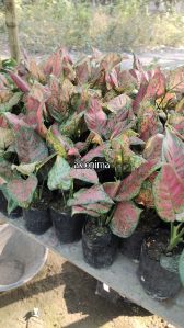 Aglaonema Plant