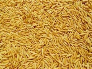 dry paddy seeds