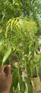 Neem Leaves